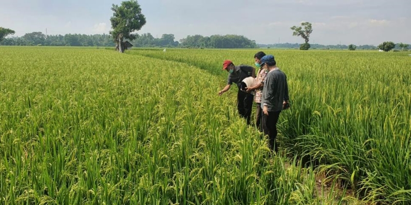 Kondisi pertumbuhan lahan padi di Gowa, Sulawesi Selatan/Ist