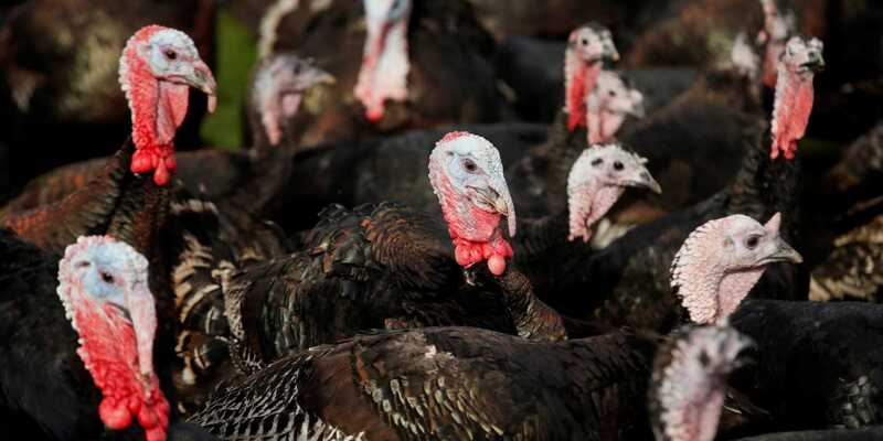 Wabah Flu Burung Serang Ceko, 15 Ribu Kalkun Terpaksa Dimusnahkan