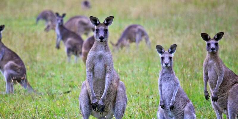 Kanguru Australia Sengaja Ditembak Sebelum Mati Kelaparan di Musim Panas