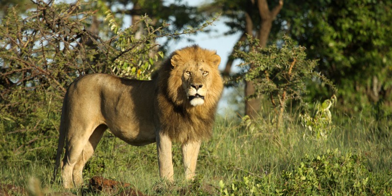 Sepuluh Singa Kenya Mati Ditembak Penggembala Kambing di Taman Nasional Amboseli
