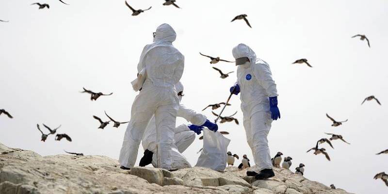 Australia Tidak Siap Hadapi Wabah Flu Burung Mematikan pada Hewan Liar