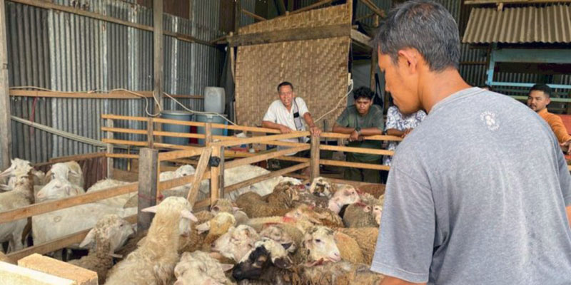 Sepi Pembeli, Omzet Penjual Hewan Kurban di Banda Aceh Turun 30 Persen