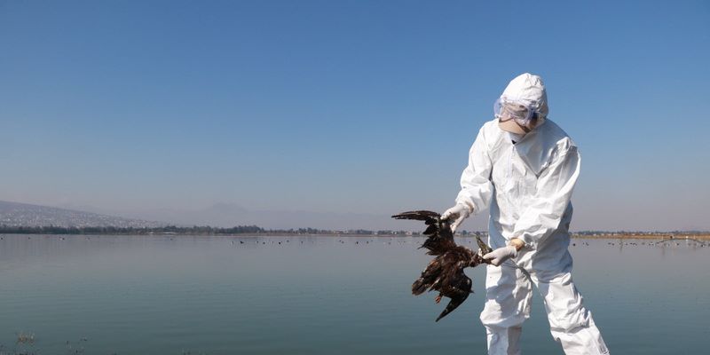Bukan karena Virus, Ratusan Burung Mati di Meksiko karena Fenomena El Nino