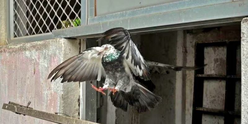 Polisi India Masih Lestarikan Ratusan Burung Merpati untuk Sampaikan Pesan Saat Bencana