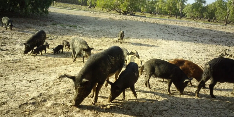 Petani New South Wales Minta Dana Program Pemberantasan Babi Liar Diperpanjang