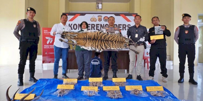 Polisi Tangkap Penjual Organ Harimau di Aceh, Satu Orang jadi DPO