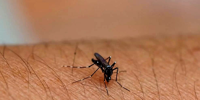 El Nino Segera Tiba, Kemenkes Waspadai Peningkatan Kasus Dengue