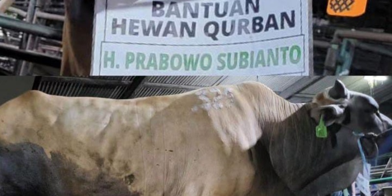 Prabowo Subianto Berkurban 30 Sapi di Wilayah DKI Jakarta