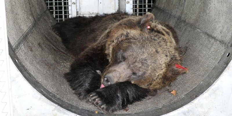 Pengadilan Italia Tangguhkan Hukuman Mati untuk Seekor Beruang