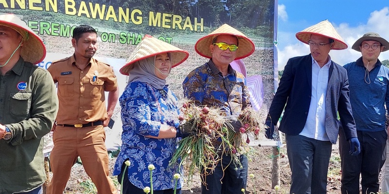 Hasil Pelatihan Misi Taiwan, Petani Sumatera Utara Panen Bawang Melimpah