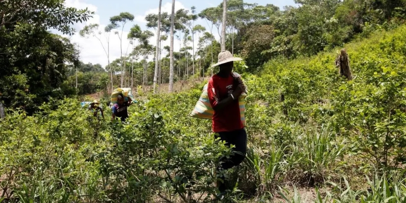 AS Tangguhkan Satelit Pemantauan Tanaman Koka di Kolombia