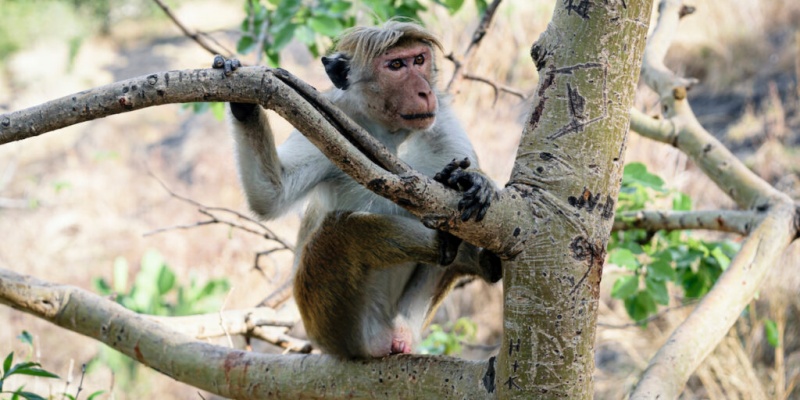 Sri Lanka Batalkan Ekspor 100 Ribu Monyet ke China