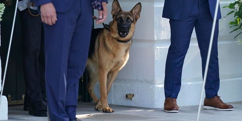 Sejumlah Agen Secret Service Jadi Korban Gigitan Anjing Peliharaan Biden