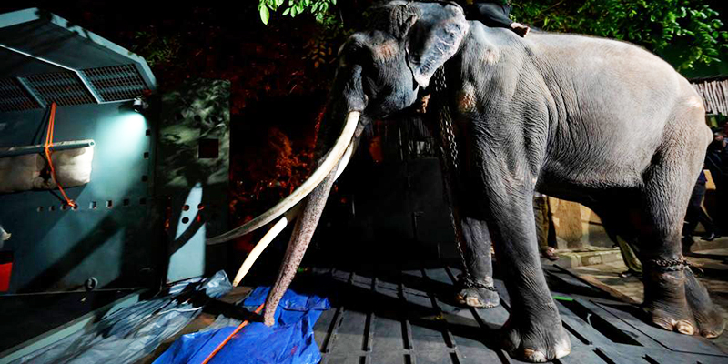 Sri Lanka Kembalikan Gajah Muthu Raja Thailand Setelah Dugaan Perlakuan Buruk
