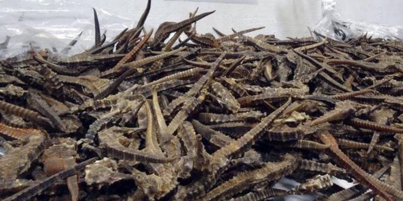 Pria India Ditangkap Usai Selundupkan 90 Kuda Laut Spesies Langka