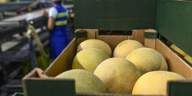 Petani Jepang Ciptakan Melon Rasa Lemon