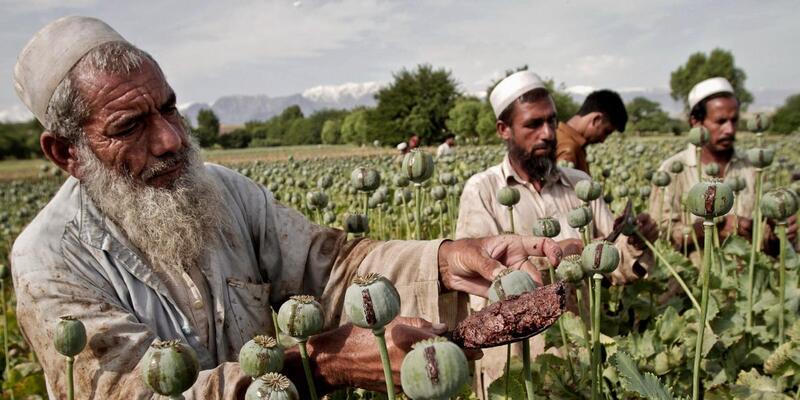 Tekan Perdagangan Narkoba, Taliban Berantas 40 Ribu Hektar Tanaman Opium