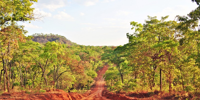 Mozambik Kehilangan Lebih dari 260.000 Hektar Hutan Setiap Tahun