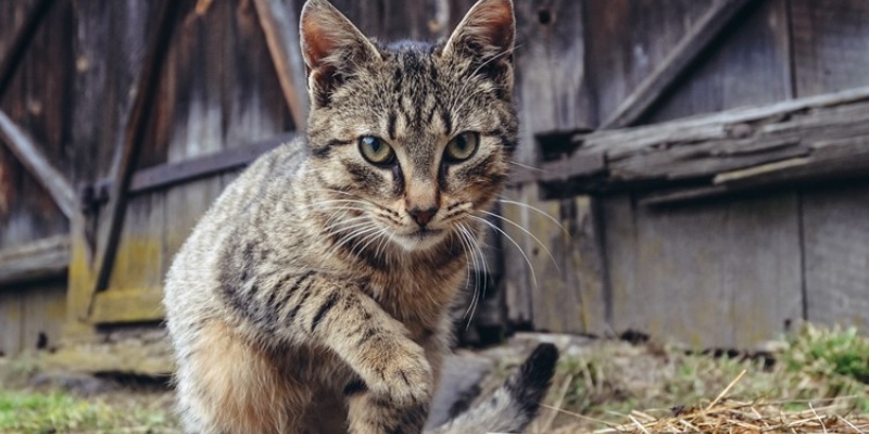 Puluhan Kucing di Polandia Mati Terinfeksi Flu Burung