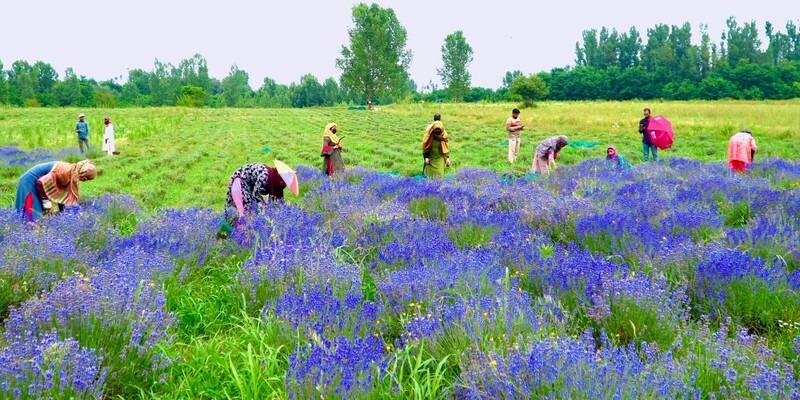 CSIR Indian Institute of Integrative Medicine Bantu Warga J&K Kembangkan Budidaya Lavender