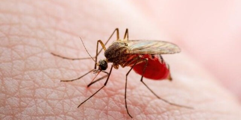 Ilmuwan Temukan Bakteri yang Mampu Membantu Atasi Wabah Malaria