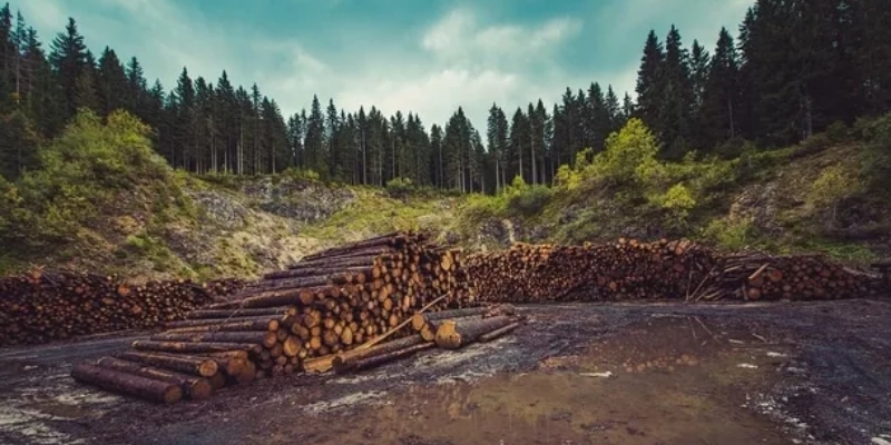 Petani yang Biarkan Pohon Tetap Berdiri di Rumania akan Diberi Kompensasi