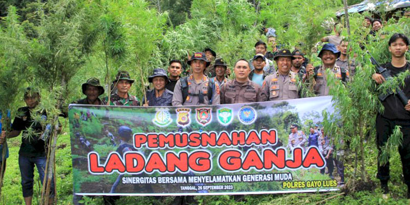 Tim Gabungan Musnahkan Ribuan Batang Ganja di Gayo Lues Aceh