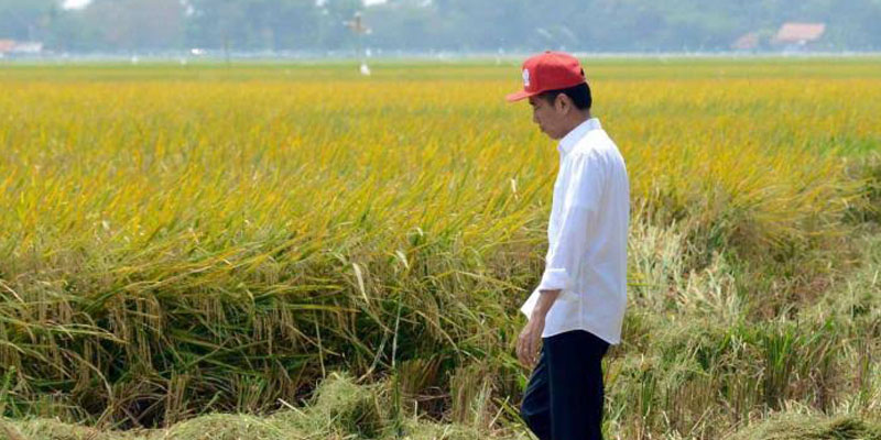 Dibayangi El Nino, Jokowi Klaim Pertanian Tanah Air Tetap Produktif