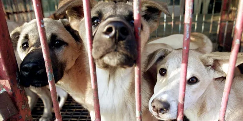 Korsel Godok UU Larangan Konsumsi Daging Anjing