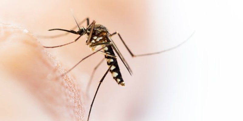 Cegah Penyebaran Nyamuk Macan, Paris Lakukan Pengasapan