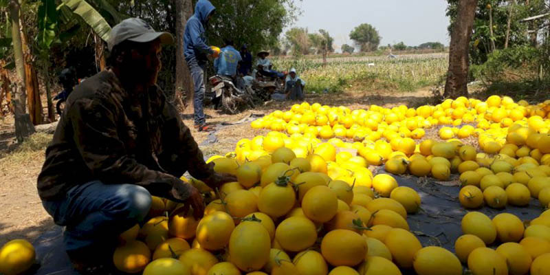 Di Tengah Kekeringan Kemarau Panjang, Petani Melon Golden di Jombang Masih Bisa Tersenyum