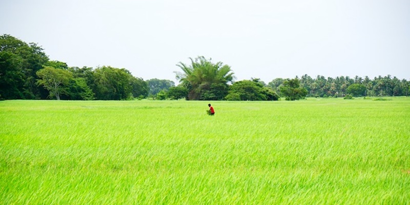 Musim Hujan di September Datangkan Harapan untuk Pasokan Makanan India