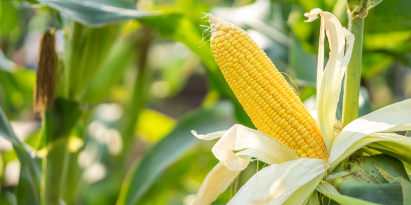 Pasokan Cukup, tapi Mengapa Harga Jagung Tinggi?