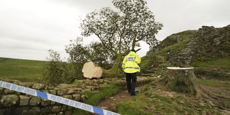 Polisi Inggris Tangkap Tersangka Penebang Pohon Ikonik Berusia 300 Tahun