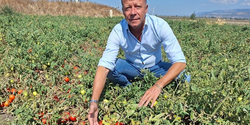 Badai Besar Ganggu Panen Tomat di Italia, 20 Hektar Ladang Rusak