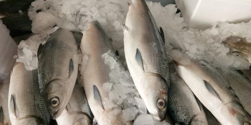 Pangsa Pasar Meningkat, KKP Kawal Ketat Ekspor Ikan ke Arab Saudi