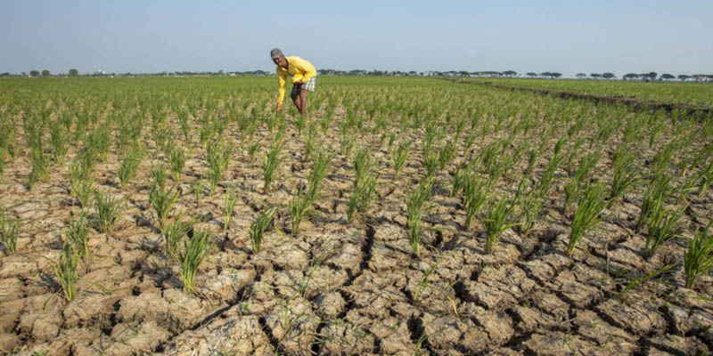 Terdampak El Nino, Ribuan Hektare Sawah di Batang Potensi Kekeringan