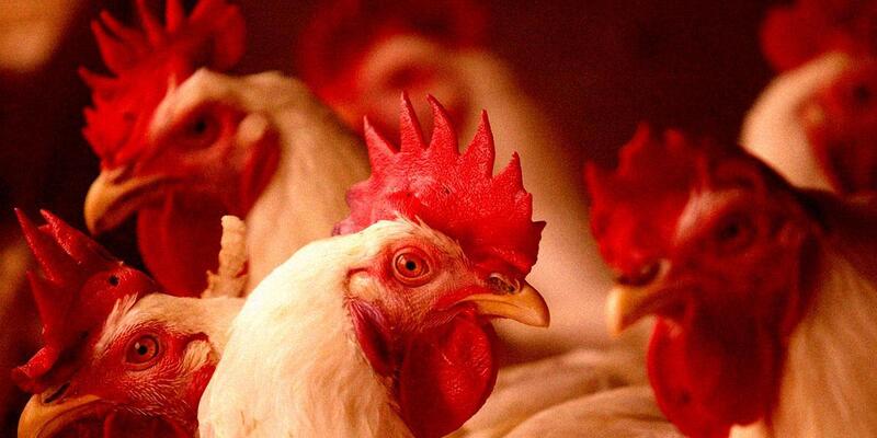 Ilmuwan Gunakan AI untuk Artikan Bahasa Ayam
