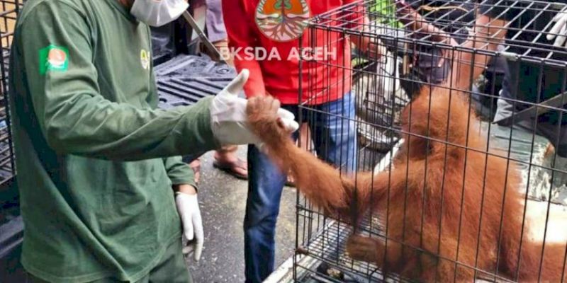 BKSDA Aceh Evakuasi Orangutan Sumatera Terjebak di Kebun Warga