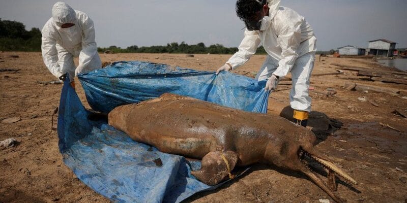 Ratusan Lumba-lumba Ditemukan Mati di Sungai Amazon
