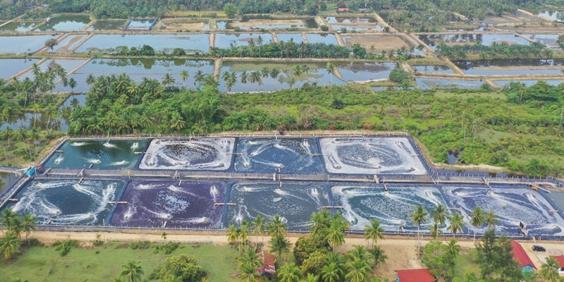 Genjot Produksi Udang Nasional, Indonesia Pinjam Rp1,3 T dari ADB