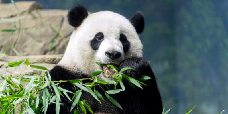 China Bakal Tarik Pandanya dari Seluruh Dunia