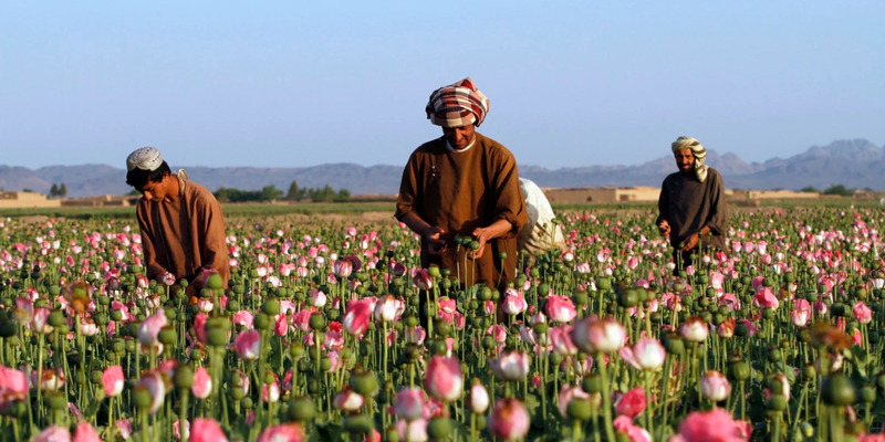 Dilarang Taliban, Pasokan Opium Afghanistan Anjlok 95 Persen