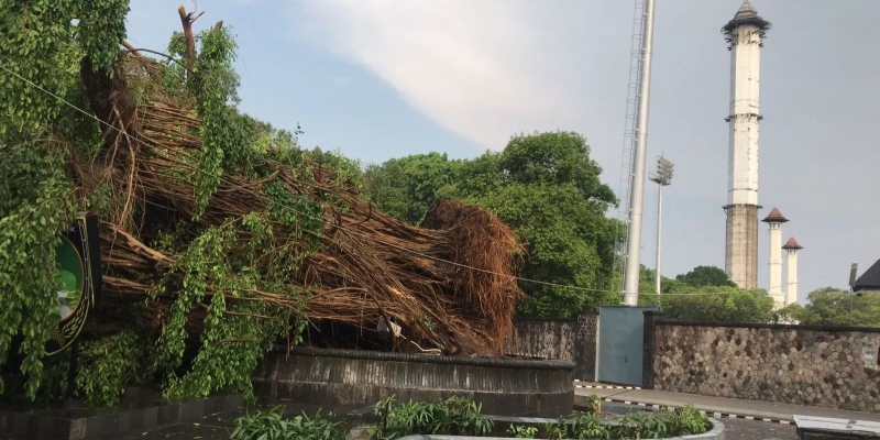 Pohon Beringin Tumbang dan Patung Satria Pandawa Berjatuhan di Solo, Djarot PDIP: Isyarat Langitan