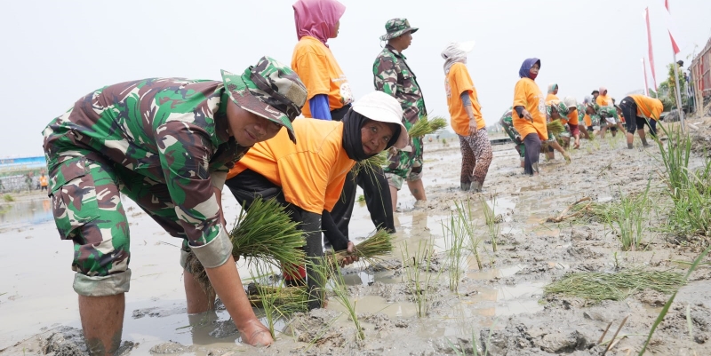 Atasi Dampak El Nino, TNI Hidupkan Lahan Tidur untuk Ketahanan Pangan
