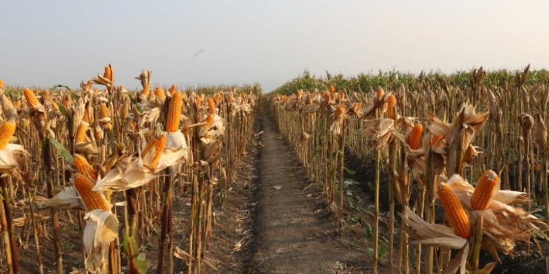 Genjot Produksi Jagung, Kementan Manfaatkan Lahan Kelapa Sawit