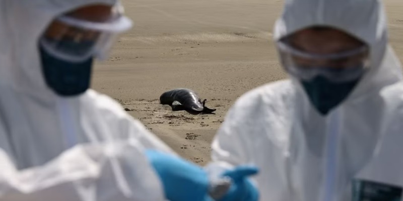Wabah Flu Burung Bunuh 924 Ekor Anjing dan Singa Laut di Brasil