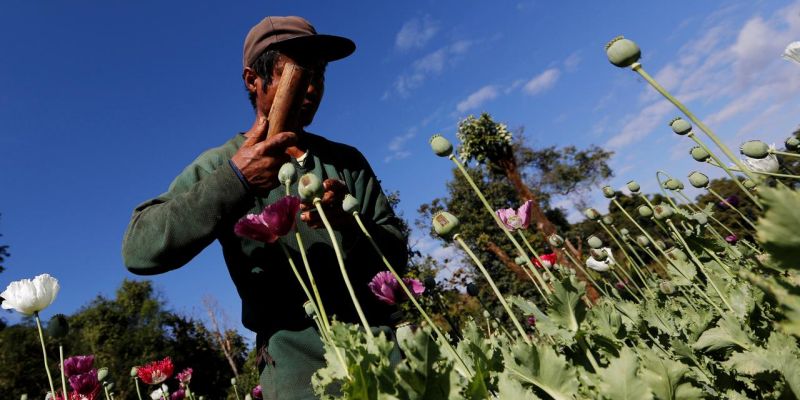 PBB: Geser Afghanistan, Myanmar Jadi Sumber Opium Terbesar di Dunia