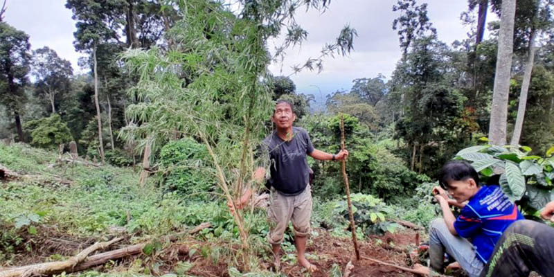 Temukan 1 Hektare Ladang Ganja, Tim Gabungan BNN Empat Lawang Amankan Pemilik Lahan