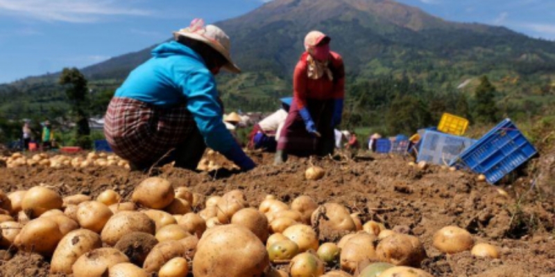 Kemenkop UKM: Sektor Pangan Berpotensi Besar jadi Unggulan Ekonomi Digital